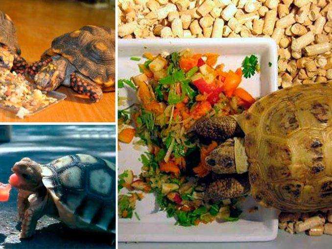 Красноухие черепахи в домашних условиях