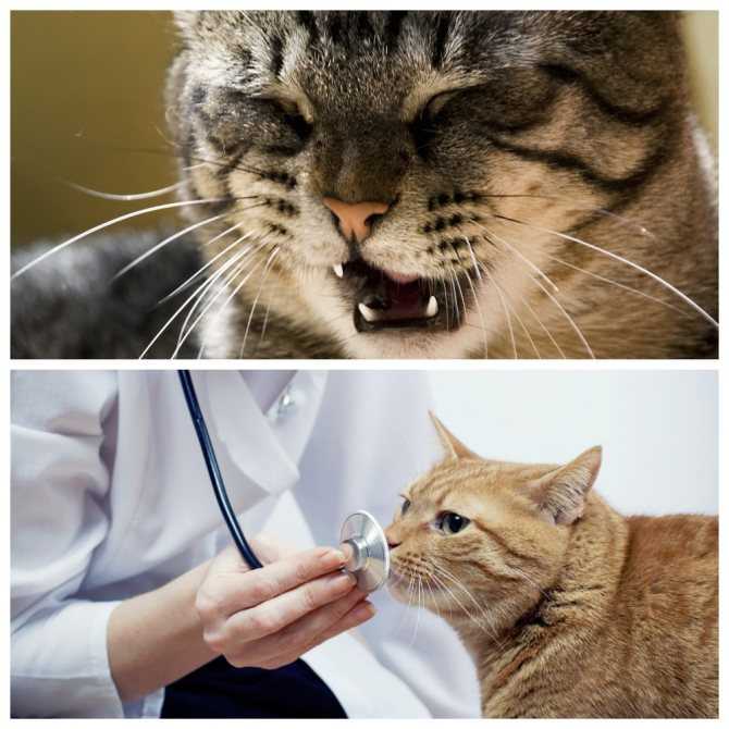 Токсоплазмоз у кошек относится к одним из самых распространенных паразитарных зооантропонозов. Подробный обзор о лечении, симптомах и профилактике.