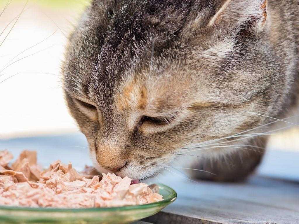 Можно ли кошке давать сало, насколько это вредно для здоровья