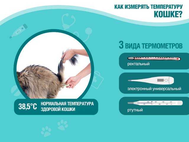 Температура тела кошки в норме
