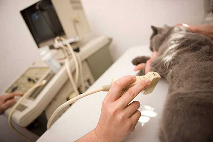 Пульс (нормальный, высокий, низкий) у кошек - симптомы, лечение, препараты, причины появления | наши лучшие друзья