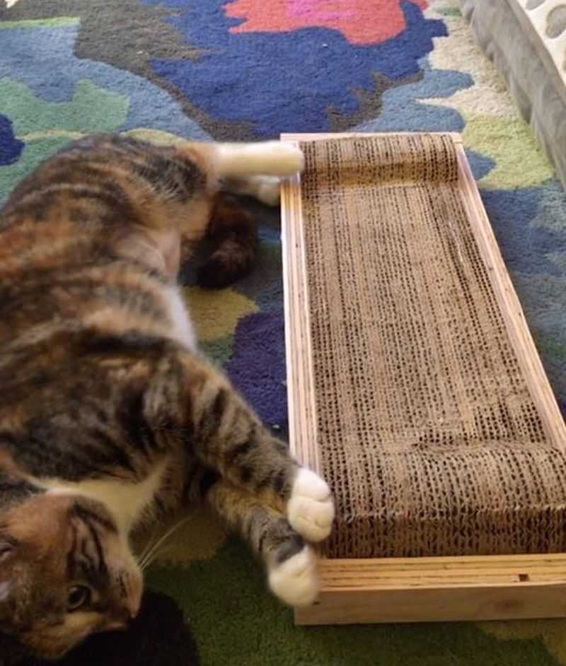 Когтеточка для кошек своими руками: основной способ уберечь поверхности в доме – советы по ремонту