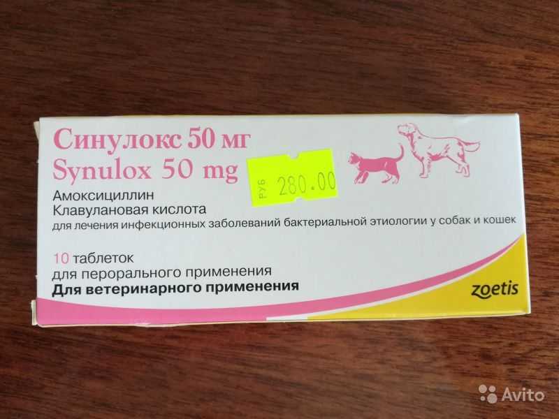 Синулокс для собак обеспечит защиту от инфекций