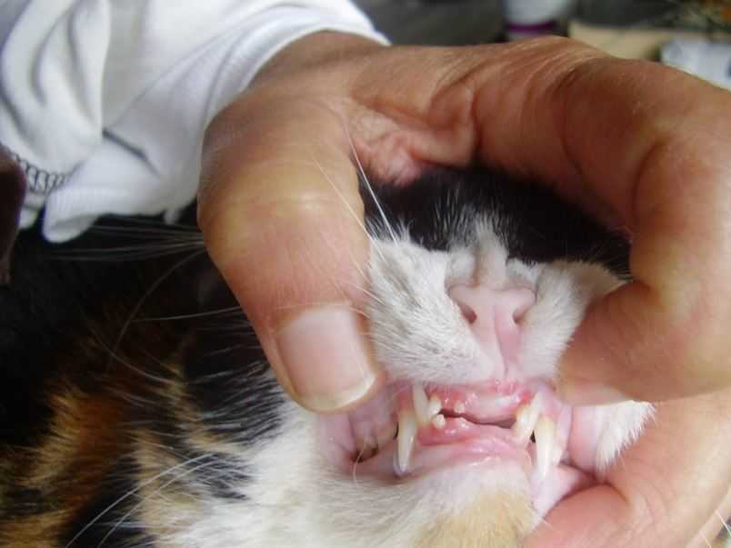 Как и когда меняются зубы у кошек