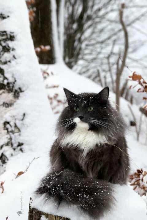 Особенности характера норвежской лесной кошки, уход и разведение | блог ветклиники "беланта"