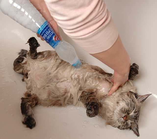 Как помыть кота, если он боится воды и царапается? причины и признаки боязни воды. какие приспособления необходимы в этом случае?