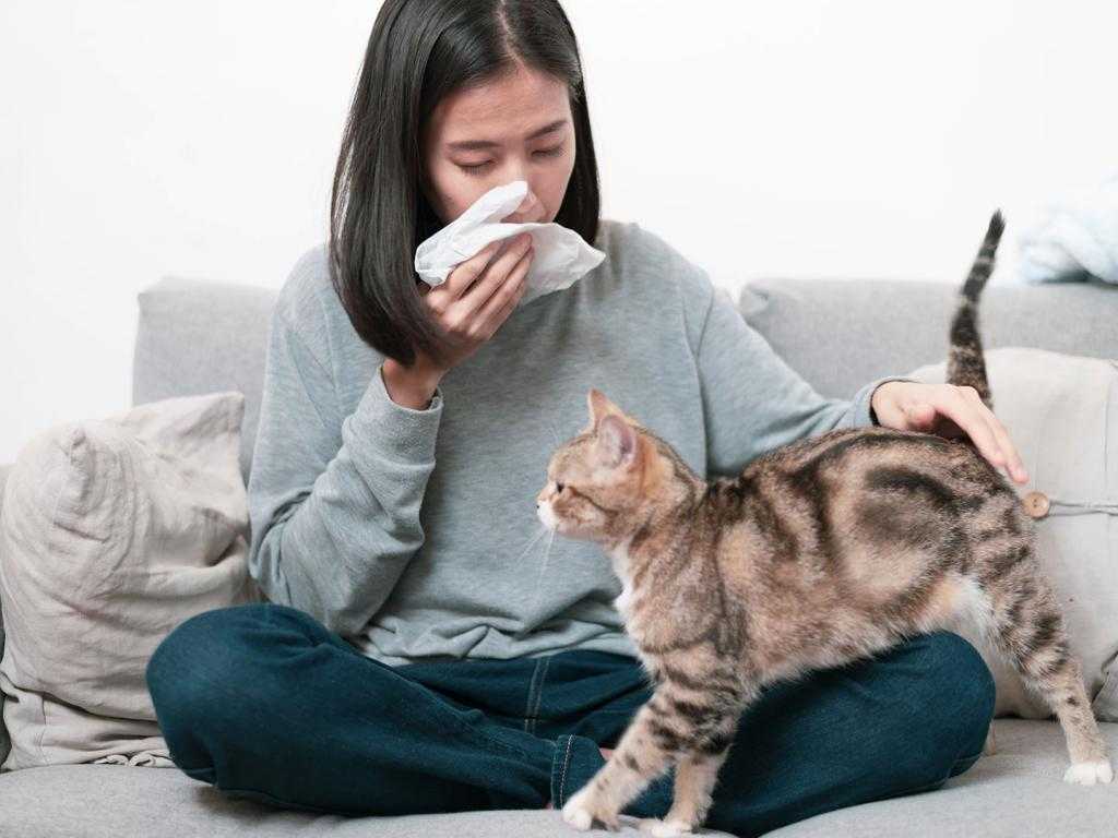 Что делать, если котёнок чихает