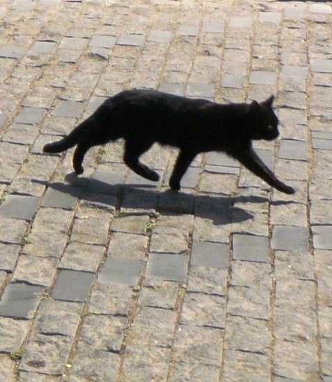 Так ли страшна черная кошка? приметы и суеверия о пушистой мурлыке
