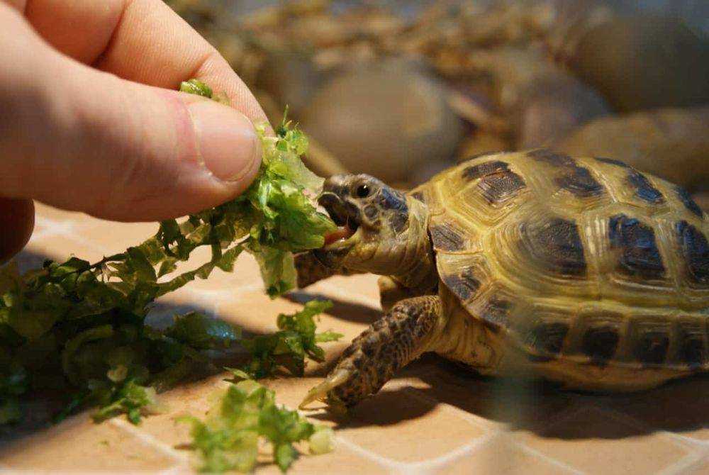 Виды красноухих черепах, условия содержания маленьких и больших рептилий в неволе
