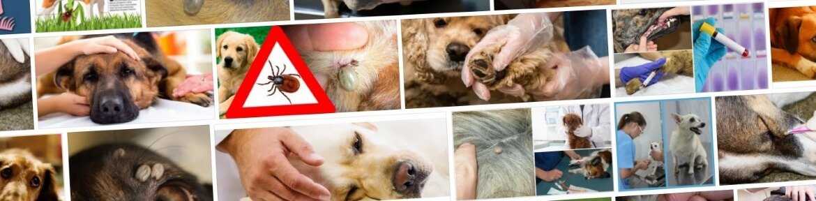 Пироплазмоз и его первые симптомы у собак: лечение бабезиозаветлечебница рос-вет
