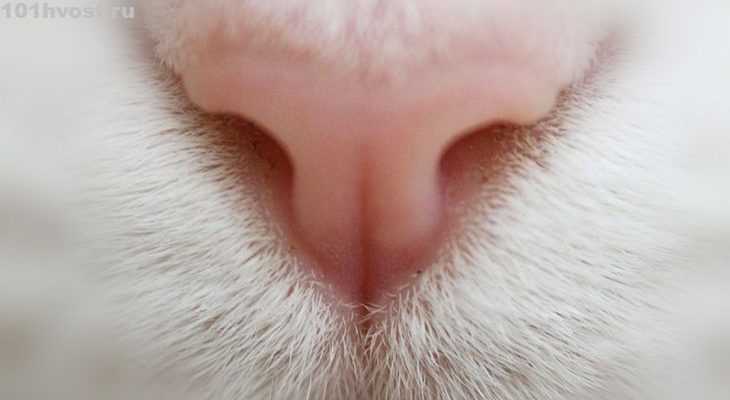 Что делать если у кошки сухой нос