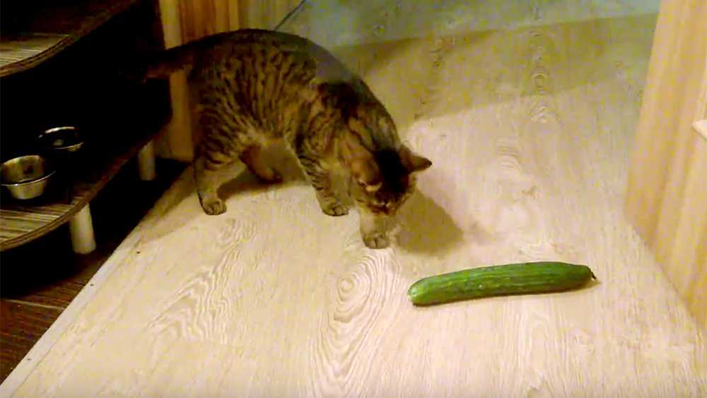 Кошачья огурцофобия: почему же кошки боятся огурцов?