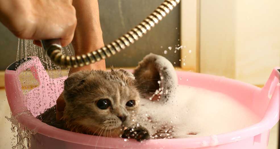 Как искупать кота, если он боится воды