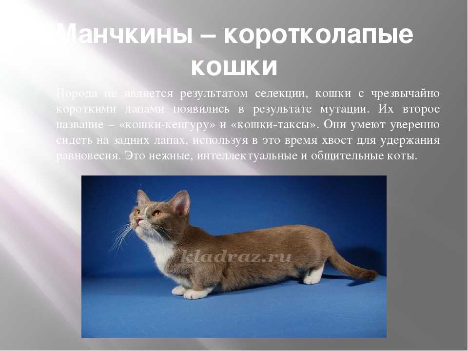 Кошка манчкин 🐈 фото, описание породы, характер, уход, цена котёнка