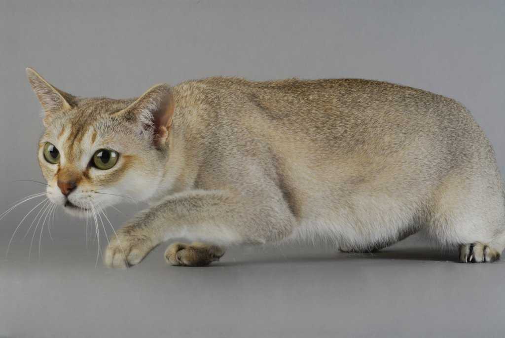 Самые популярные коротколапые кошки: описание и особенности породы, правила ухода, характер животного, примерная цена за котенка