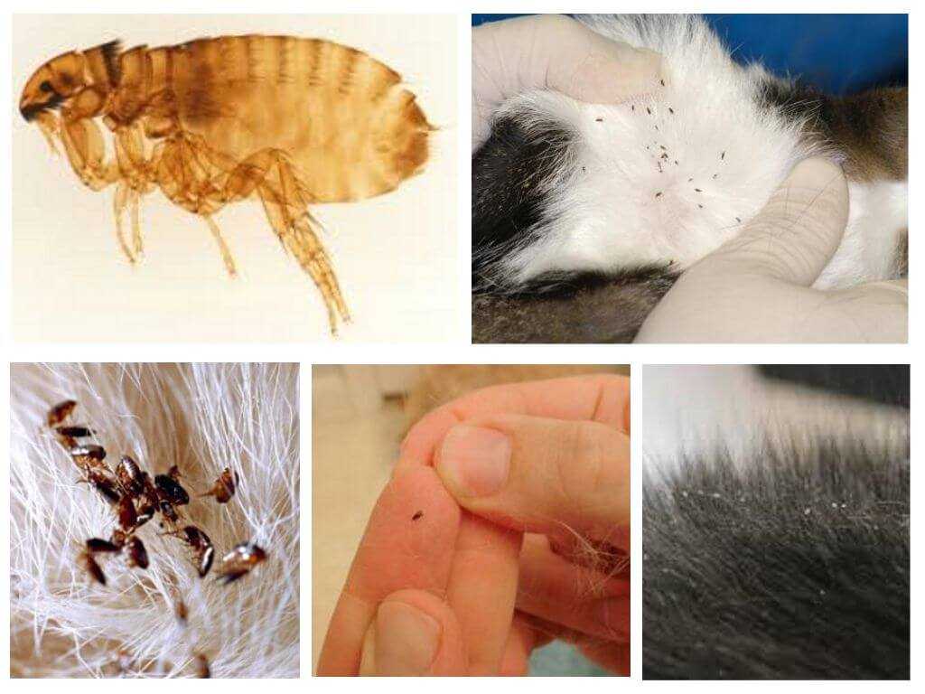 Блохи у кошки: признаки и как бороться с насекомыми