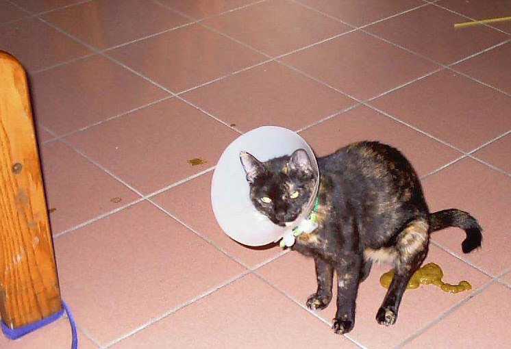 Почему кошка кашляет будто подавилась - «айболит плюс» - сеть ветеринарных клиник