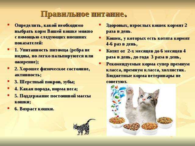 Чем кормить котёнка: кормление котят в зависимости от возраста,списки продуктов, видео
