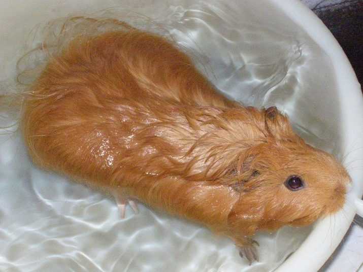 Как можно купать морскую свинку в домашних условиях: чем нужно мыть и как часто стоит проводить купание в воде