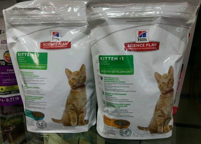 Корм для британских котят: каким кормом лучше кормить британца