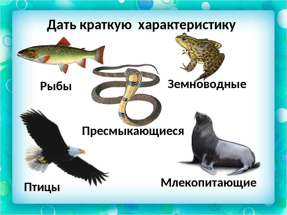 Список пресмыкающихся животных, особенности поведения рептилий
