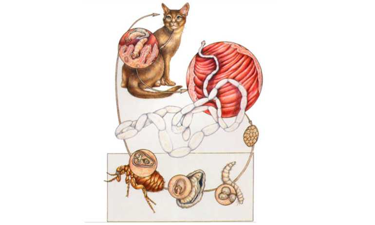 Ленточные глисты у кошек: симптомы, лечение и профилактика