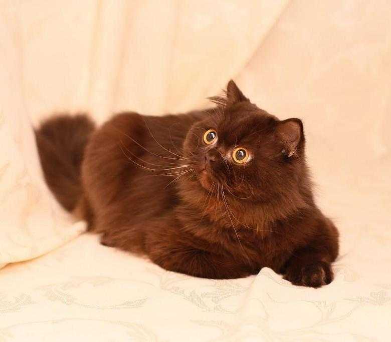 Породы кошек шоколадного окраса