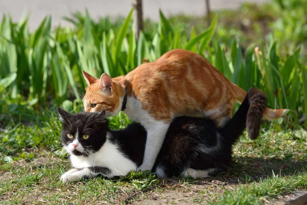 Как свести кота с кошкой первый раз – как заставить кошек спариваться?