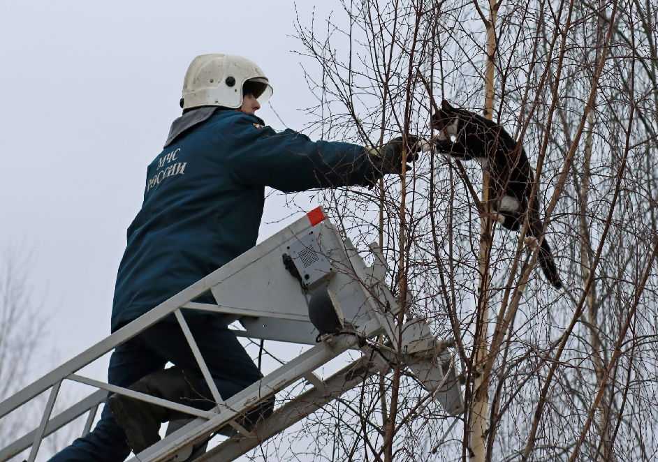 Как снять кошку с дерева: советы и простые, но эффективные методы