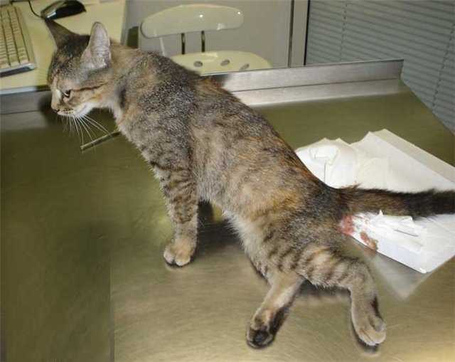 Бомба замедленного действия или тромбоэмболическая болезнь кошек