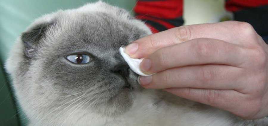 Чем промыть глаза котенку: какими средствами можно пользоваться