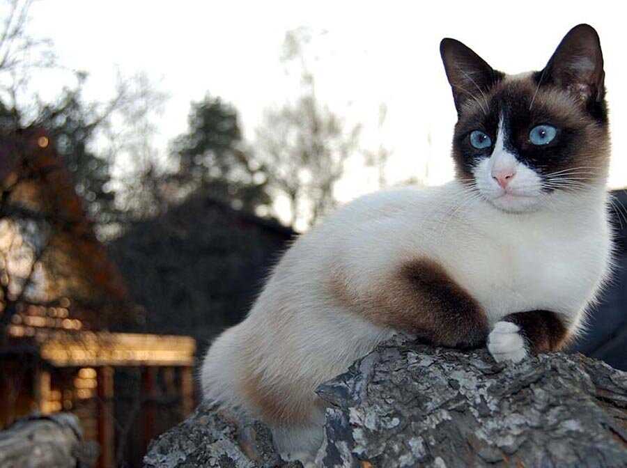 Кошка сноу-шу: описание породы, уход и цена котенка