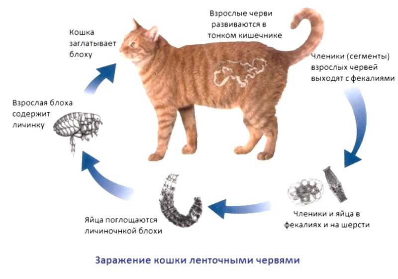 Токсоплазмоз при беременности и кошках - чем опасно для женщины, симптомы, лечение и профилактика! | caticat.ru