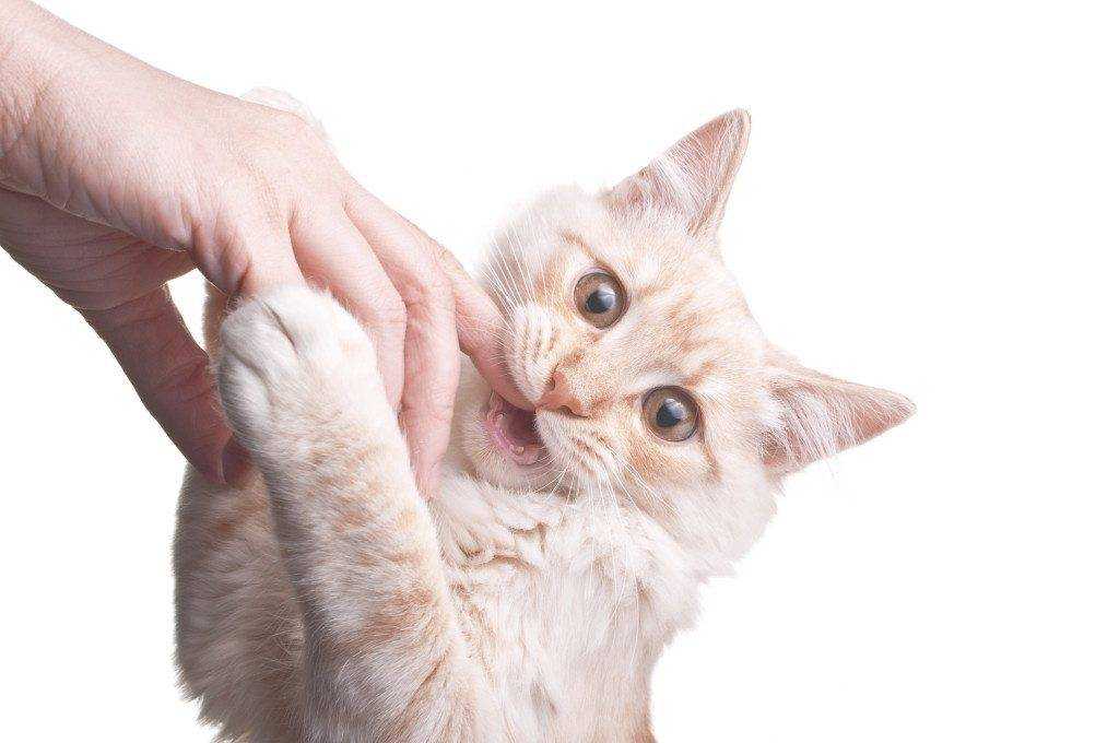 Почему кошки и коты вылизывают свою шерсть? | hill's pet