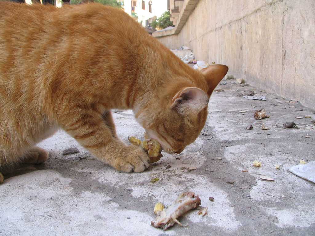 Зачем кошка ест песок: разбираемся и находим причины