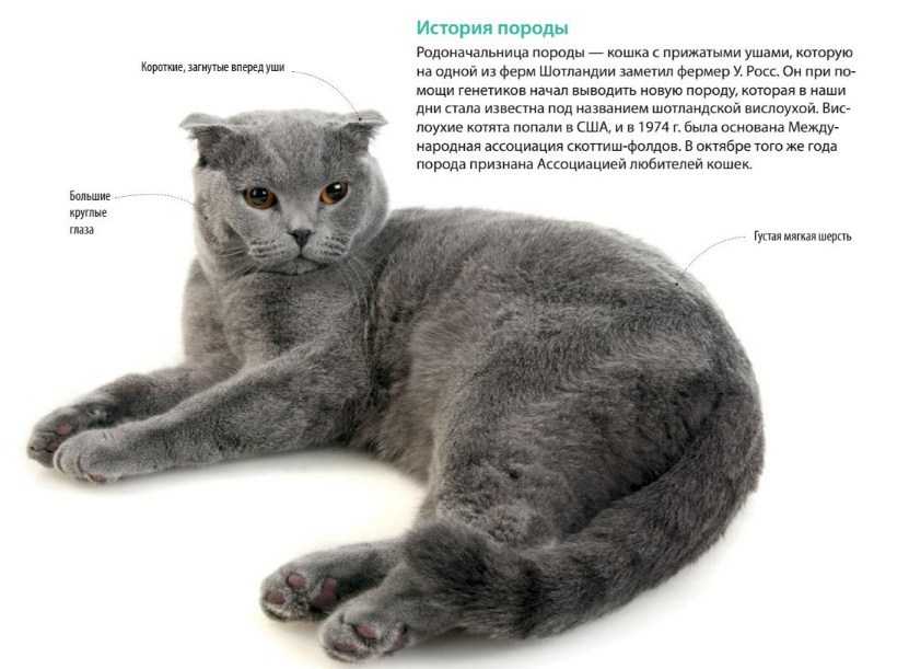 Скоттиш-страйт: описание породы кошек и фото, уход и содержание, цена котят + отзывы