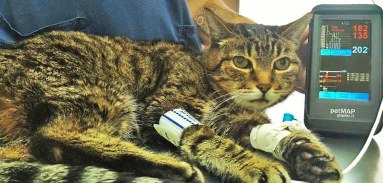 Лечение гипертонической болезни кошек в нижнем новгороде