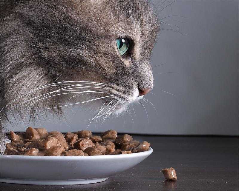 Как приучить кота есть все подряд. приучаем кошку к домашней еде: доводы в пользу здорового питания