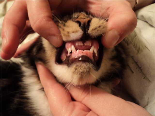 Когда у котят меняются зубы, сколько длится смена молочных единиц постоянными и как это происходит?