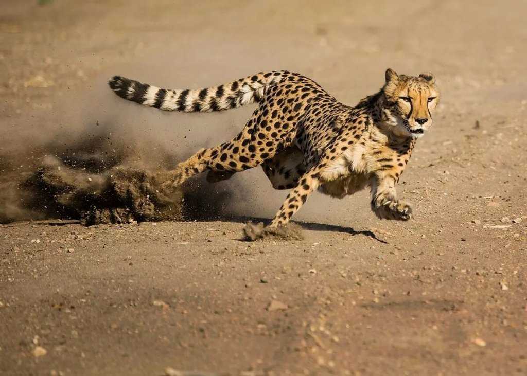 Топ 10 самых быстрых кошек в мире