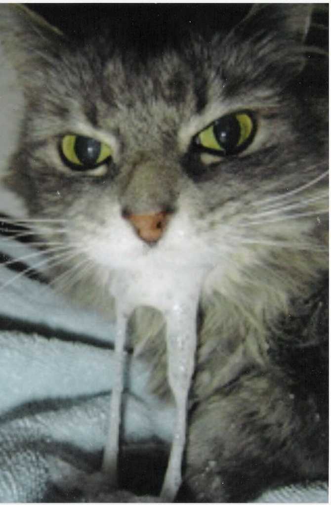 Пена изо рта у кошки или кота: причина и что делать | почему идет белая пена