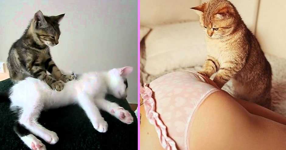 Почему коты делают массаж лапами. почему кошки делают массаж