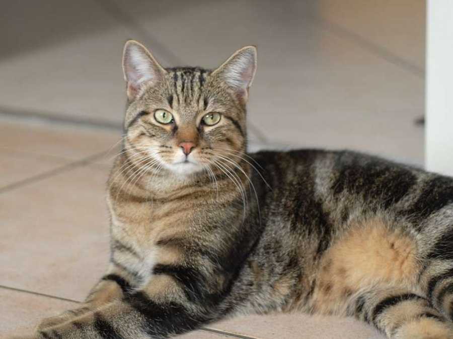ᐉ бразильская короткошерстная кошка - описание пород котов - ➡ motildazoo.ru