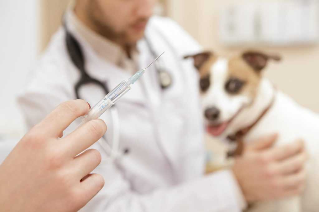 Побочные эффекты прививки от бешенства у собак: виды, что делать если возникли осложнения