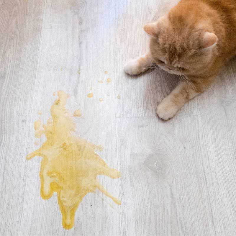 Почему кота тошнит и он рвет желтой жидкостью иногда с пеной: причины рвоты, что делать и как помочь питомцу