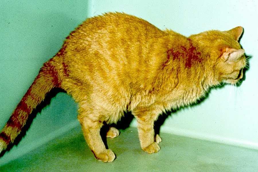 Заболевания печени у кошек