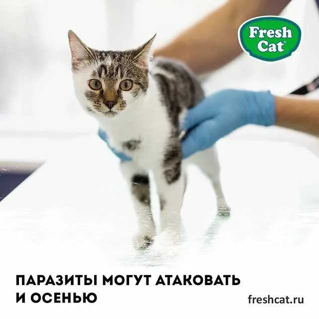 Кастрация кота без наркоза: плюсы, минусы, советы ветеринаров