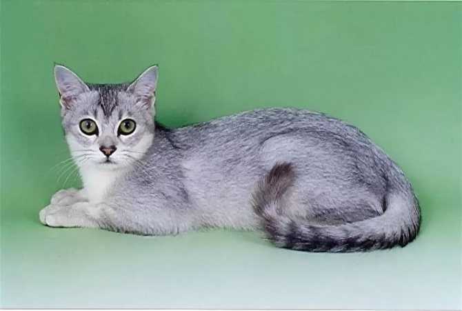 Бразильская короткошерстная - отдельно развившаяся порода короткошерстных кошек | zoodom