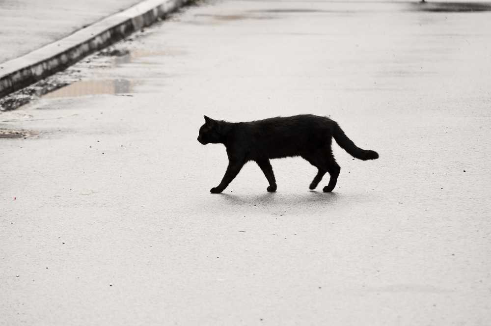 Кошка перебежала дорогу слева направо перед машиной. приметы про черную кошку. когда черная кошка перебежала дорогу