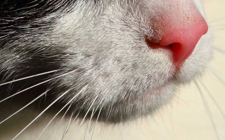 У кошки сухой нос. причины того, что у кота высох орган обоняния. что делать хозяину, если носик у котенка не мокрый. симптомы и признаки заболевания